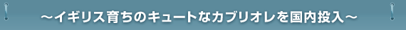 `CMX炿̃L[gȃJuI`